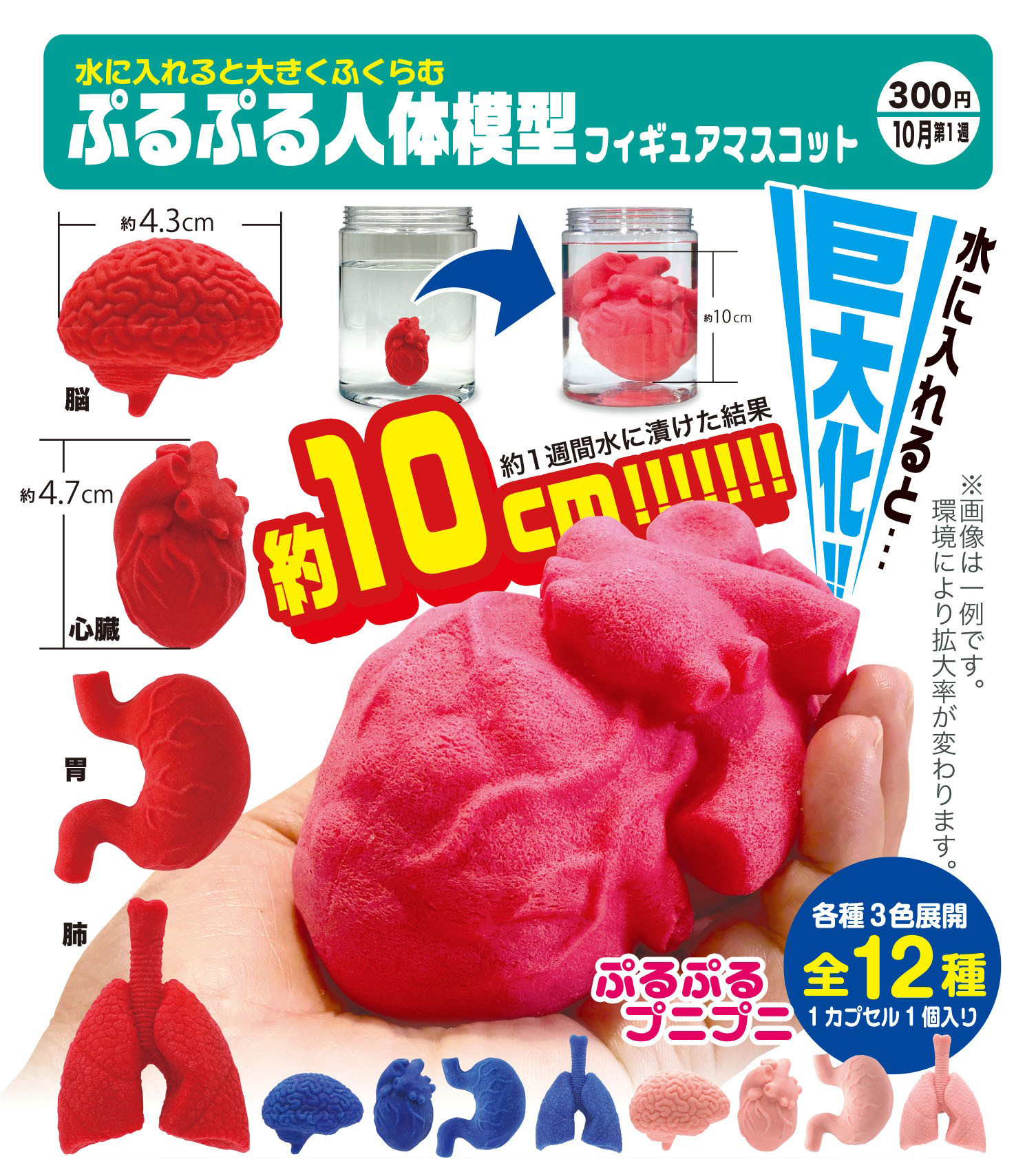 When Placed in Water it Expands Greatly Purupuru Human Body Model Figure Mascot